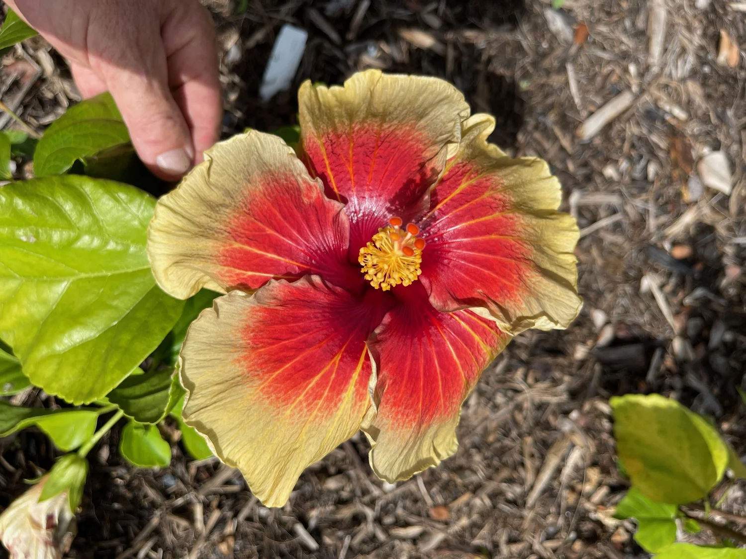 Hibiscus — Vintage Green Farms with Tom Piergrossi